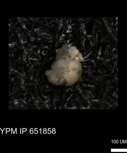 undet. Foraminiferida