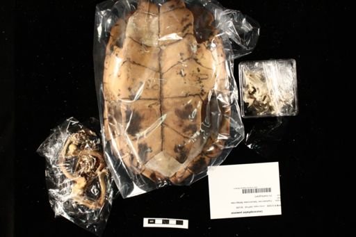 Leucocephalon yuwonoi