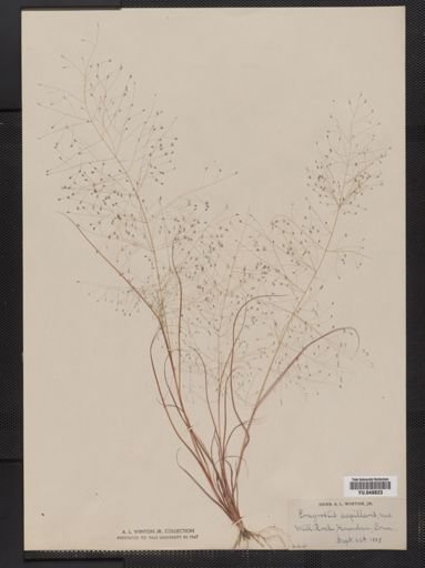 Eragrostis capillaris