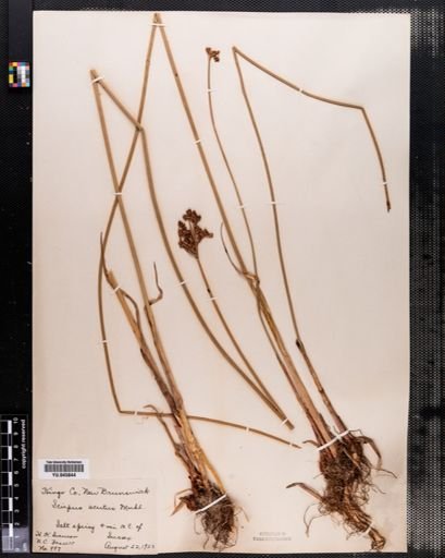 Scirpus acutus