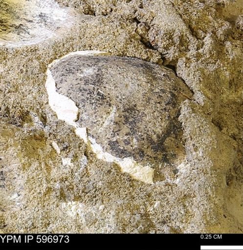 undet. Bivalvia