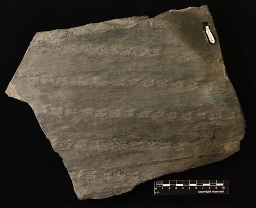 Sigillaria reniformis