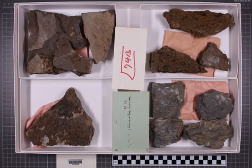 mixed taxa, stratigraphic collection
