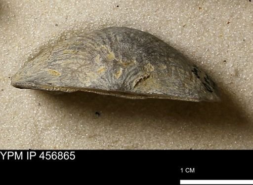 Stropheodonta sp.