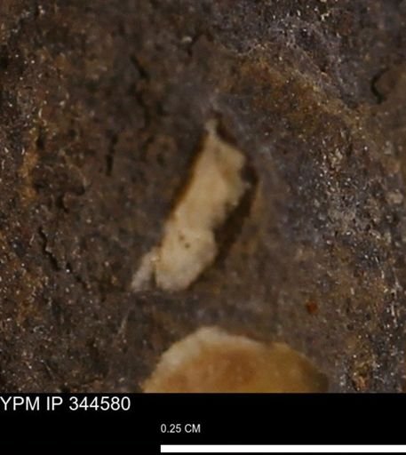 undet. Mollusca
