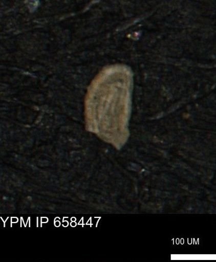 Spirolocammina planula