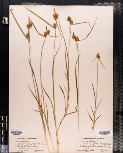 Carex flava