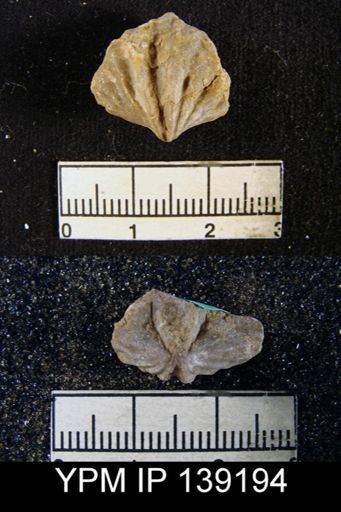Spiriferina (Punctospirifer) cristata