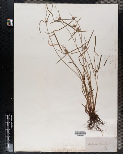Plantae