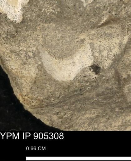 Astacidea?