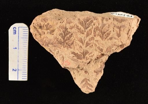 Thyrsopteris brevifolia