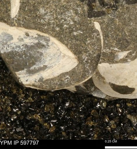 Limopsis striatopunctatus