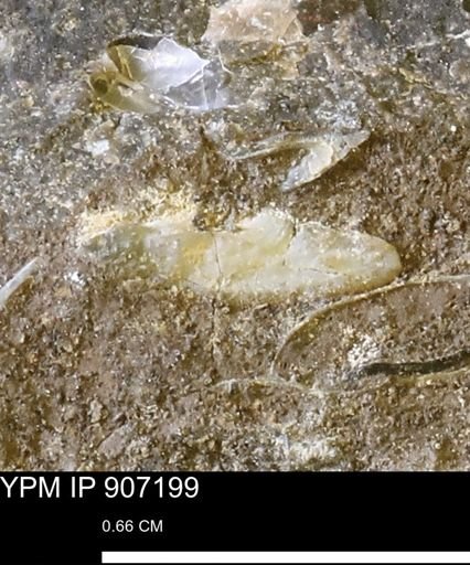 undet. Mollusca