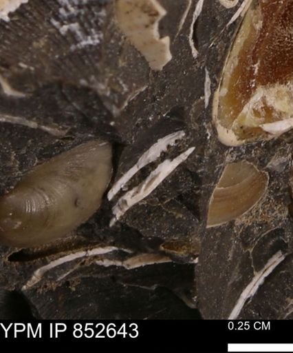 Limopsis? striatopunctatus