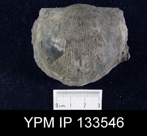 Stropheodonta concava