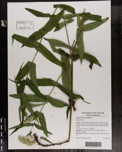 Eupatorium perfoliatum