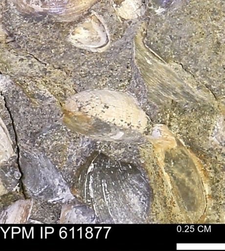 Protocardia sp.