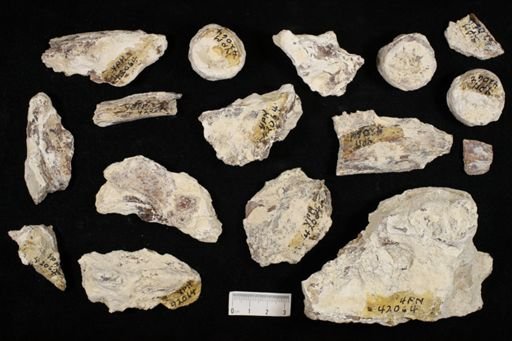 undet. Actinopterygii