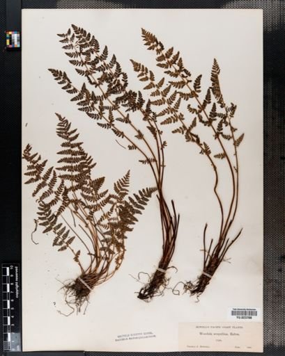 Woodsia