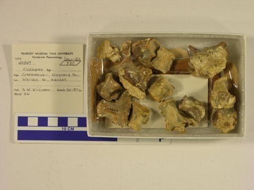 Clidastes sp.