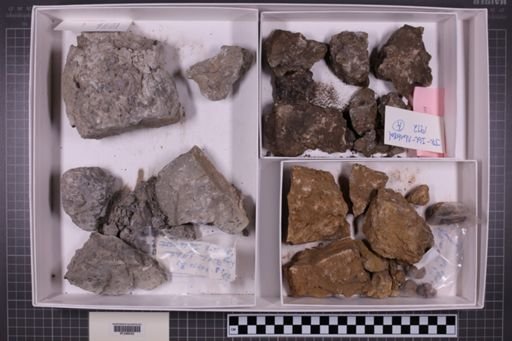 mixed taxa, stratigraphic collection
