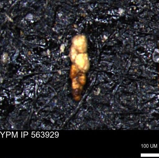 Bimonilina variana