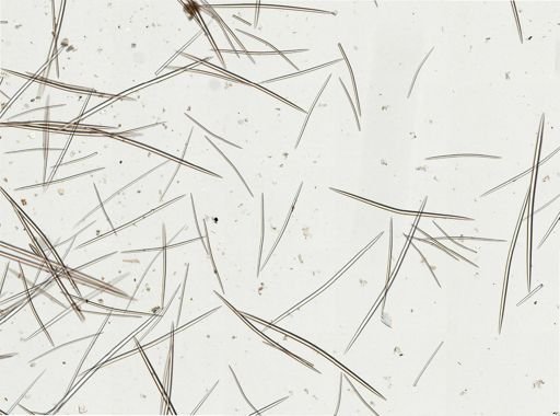 Halichondria