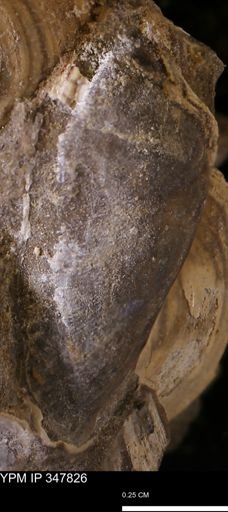 undet. Bivalvia