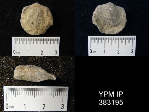 Atrypa sp.