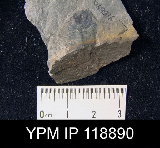 Lingula taeniola