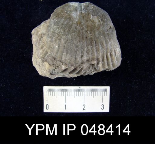 Rhipidium pingius