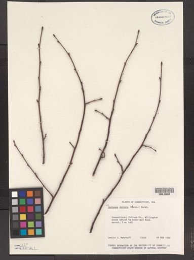Castanea dentata