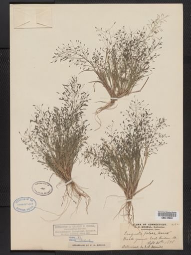 Eragrostis pilosa