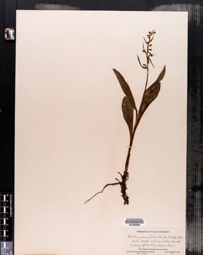 Habenaria