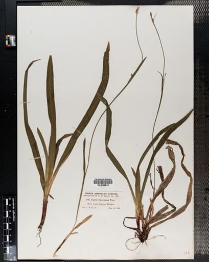 Carex careyana