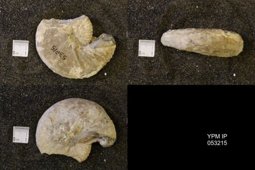 Discoscaphites conradi