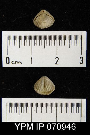 Homoeospira elongata