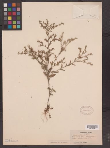 Linum striatum