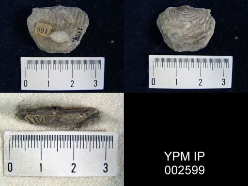 Leptaena rhomboidalis