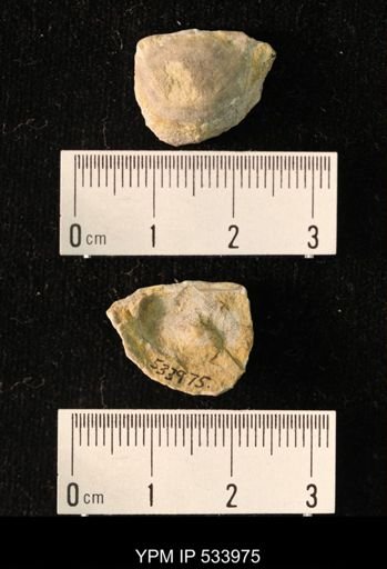 Rafinesquina minnesotensis