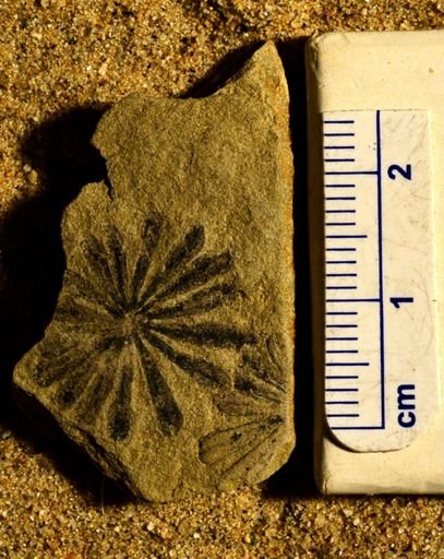 Annularia sp.