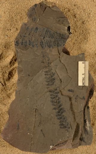 Pecopteris sp.