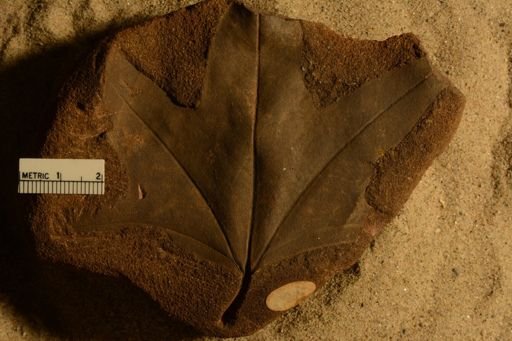 Sterculia snowii
