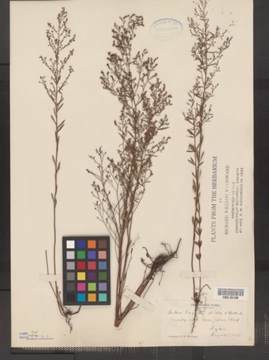 Lechea leggettii