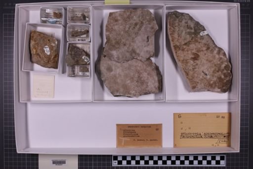 mixed taxa, stratigraphic collection