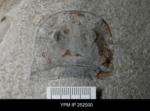 Eurypterus sp.