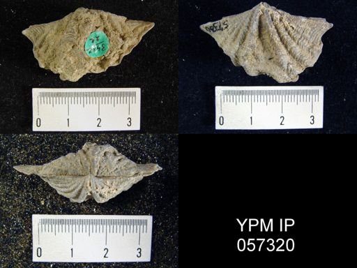 Megakozlowskiella perlamellosa