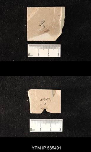 undet. Coleoptera