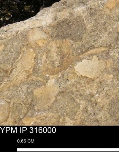 undet. Mollusca