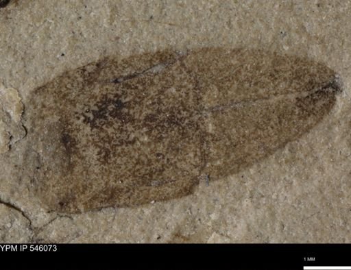 undet. Dermaptera